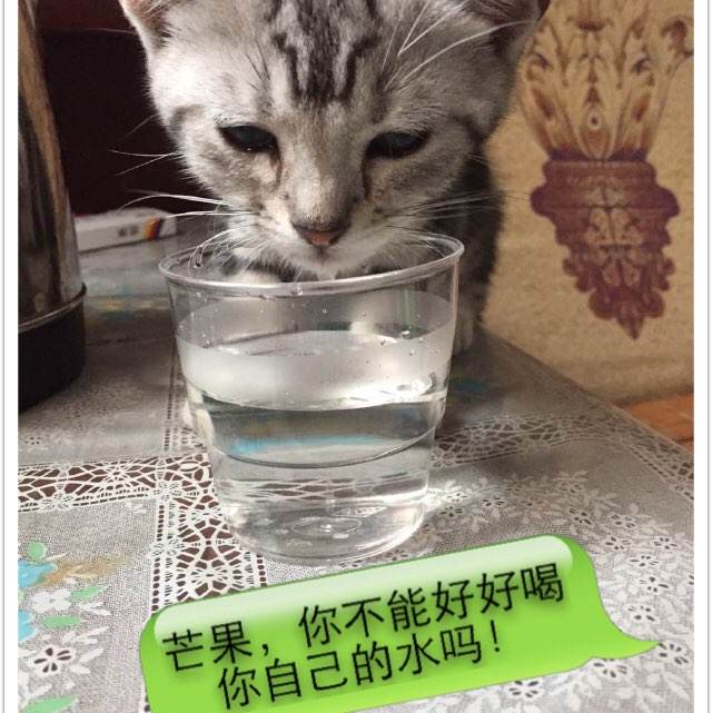 仿制假塔斯库勒姆学院文凭毕业证